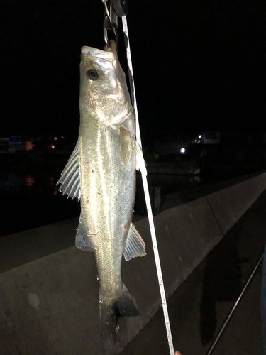 フッコ（タイリクスズキ）の釣果