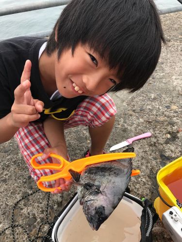 イシダイの釣果