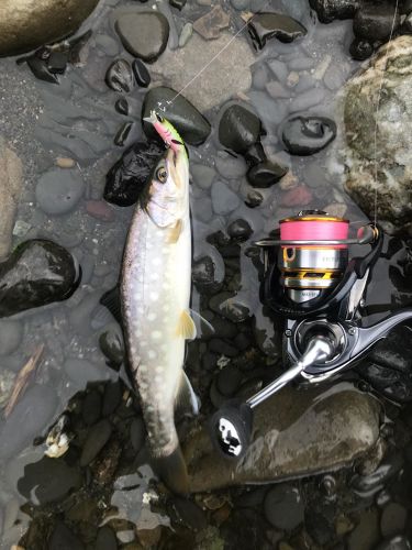 アメマスの釣果