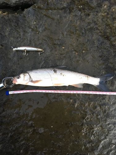 ウグイの釣果