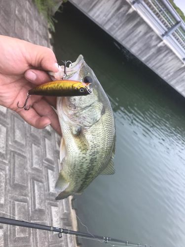 ブラックバスの釣果