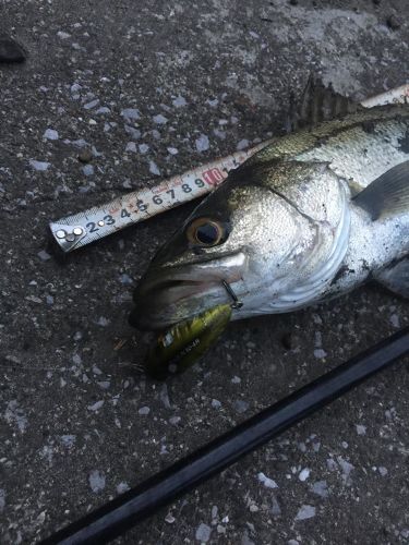 シーバスの釣果