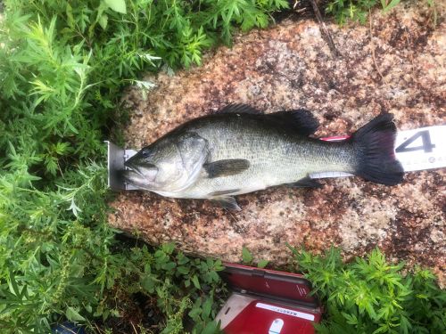 ブラックバスの釣果