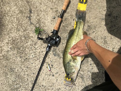 ブラックバスの釣果