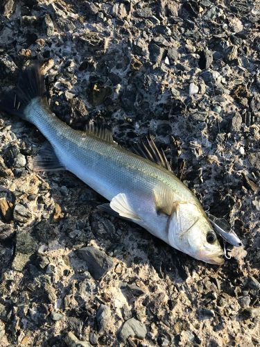 フッコ（マルスズキ）の釣果