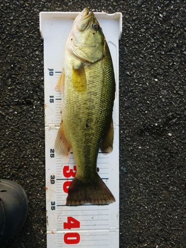 ブラックバスの釣果