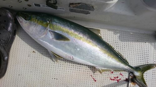 ワラサの釣果