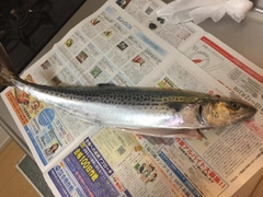 サゴシの釣果