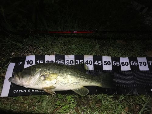 ブラックバスの釣果