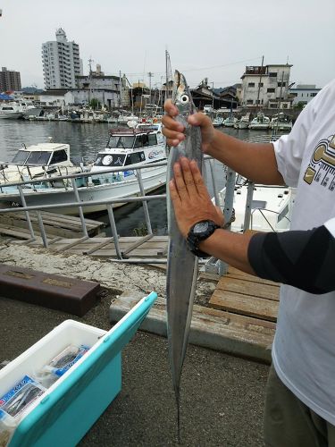 タチウオの釣果