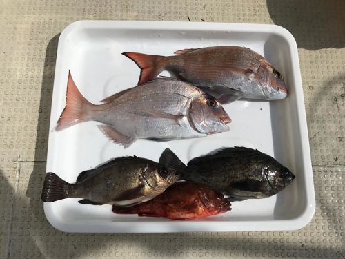 マダイの釣果