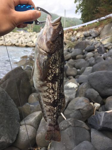 アイナメの釣果