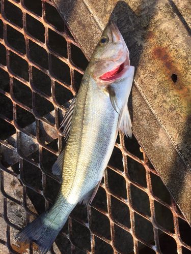 セイゴ（マルスズキ）の釣果