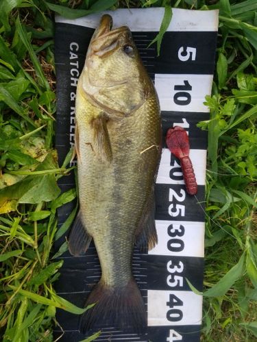 ブラックバスの釣果