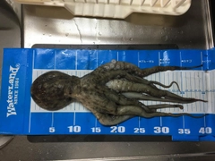 マダコの釣果