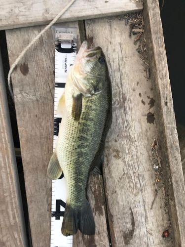 ラージマウスバスの釣果