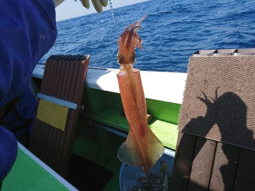 ヤリイカの釣果