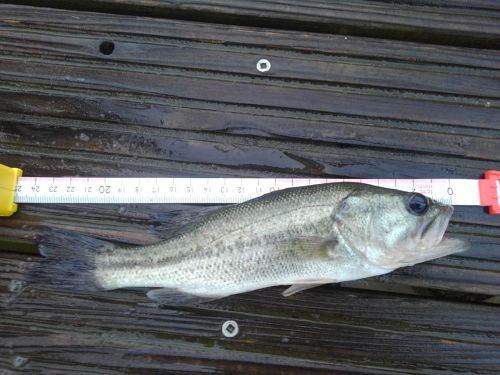 ブラックバスの釣果