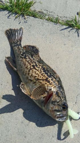 クロソイの釣果