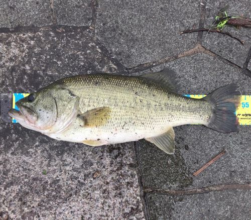 ブラックバスの釣果