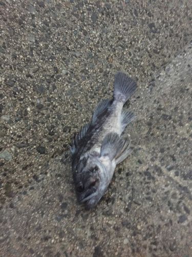 クロソイの釣果