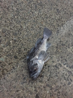 クロソイの釣果