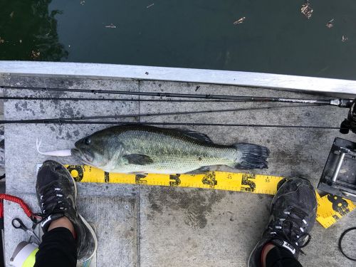 ブラックバスの釣果