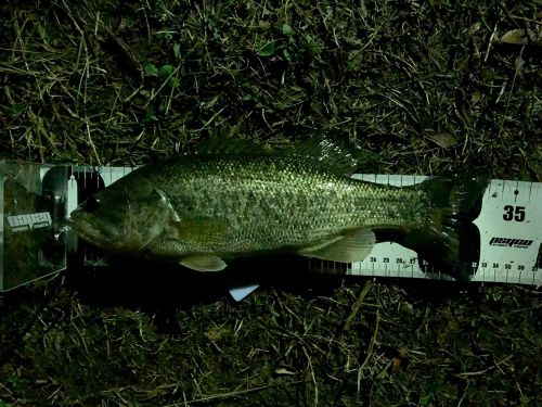 ブラックバスの釣果