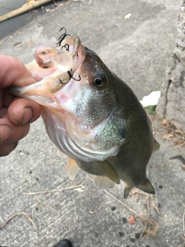 ラージマウスバスの釣果