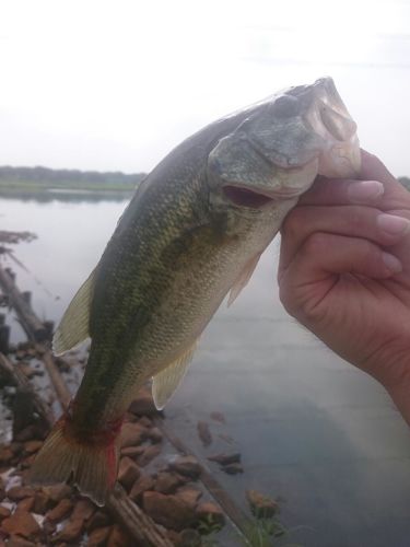 ラージマウスバスの釣果