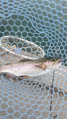 ニジマスの釣果