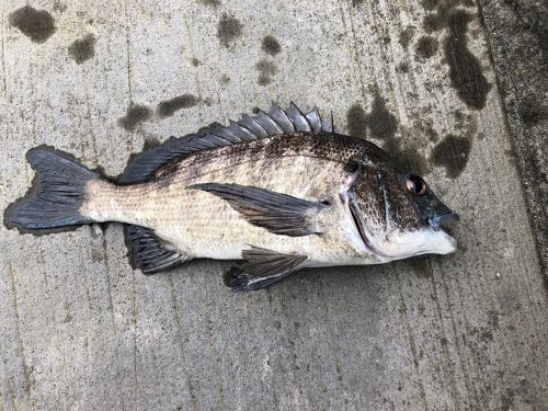 クロダイの釣果