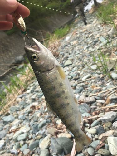 アマゴの釣果