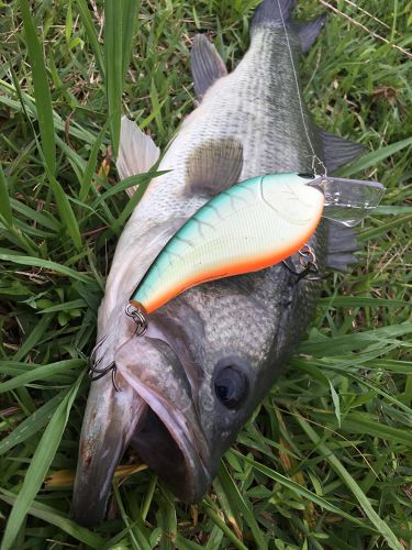 ブラックバスの釣果