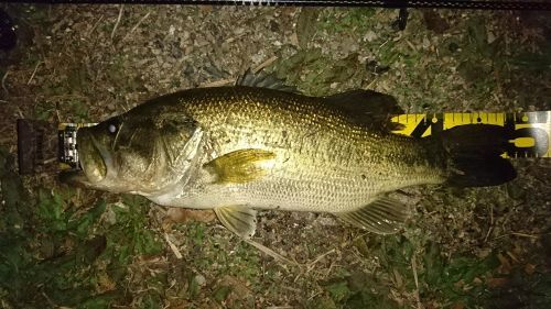 ラージマウスバスの釣果