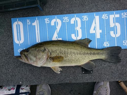 ブラックバスの釣果