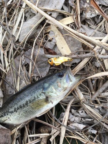 ブラックバスの釣果