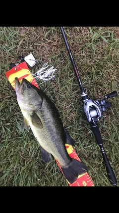 ブラックバスの釣果