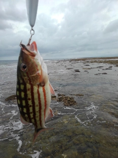 アミメフエダイの釣果