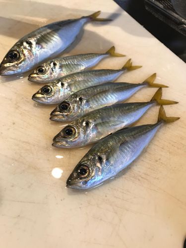 アジの釣果