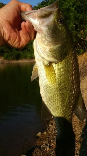 ラージマウスバスの釣果