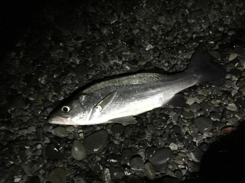 セイゴ（ヒラスズキ）の釣果