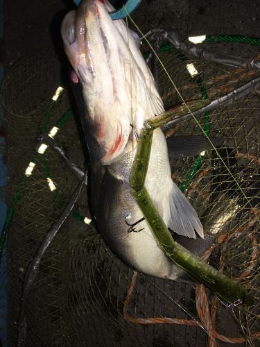 フッコ（マルスズキ）の釣果