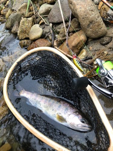 ヤマメの釣果