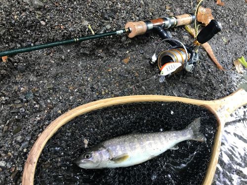 イワナの釣果