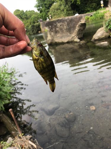 オヤニラミの釣果