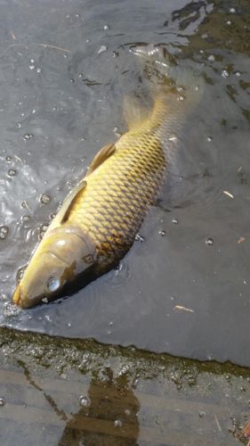 コイの釣果