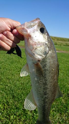 ブラックバスの釣果