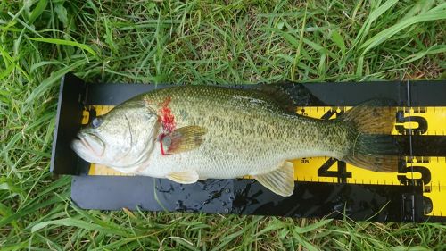 ブラックバスの釣果