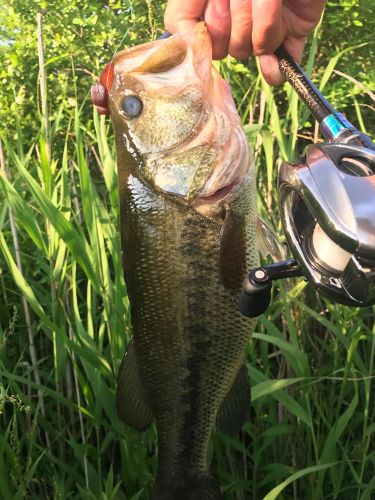 ブラックバスの釣果